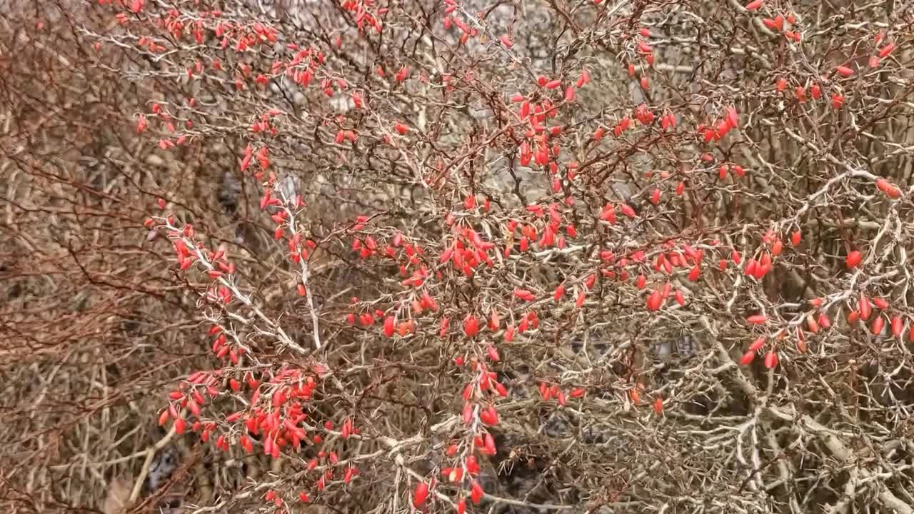 A beautiful red berry tree loaded with fruit.