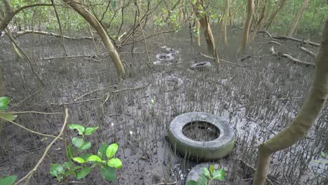 tilting of pollution car tire left at mangrove tree