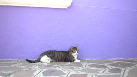 un gato grus y blanco mueve la cola y descansa tumbado junto a una pared de color morada