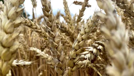 Granos-De-Cabezas-De-Plantas-De-Trigo-Balanceándose-En-El-Viento-Tiro-Cercano-En-El-Campo-Agrícola