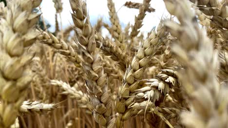 granos de cabezas de plantas de trigo balanceándose en el viento tiro cercano en el campo agrícola