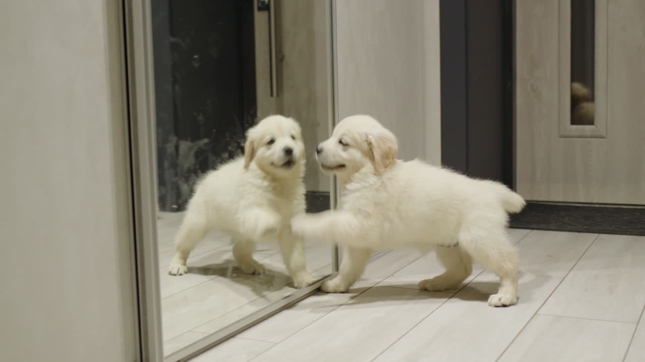 재미있는 골든 리트리버 강아지는 거울에서 그의 반사와 함께 놀고 있습니다. 개는 처음으로 거울을 봅니다.