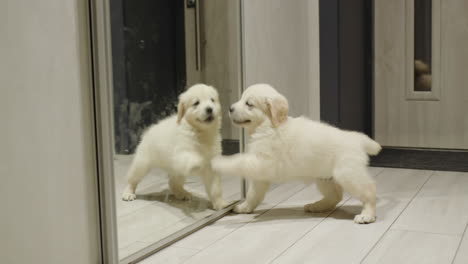 el perro golden retriever juega con su reflejo en el espejo. el perro ve un espejo por primera vez