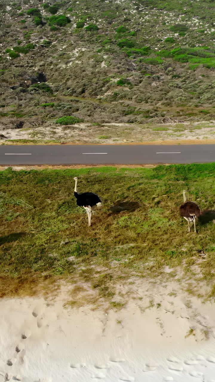 Twee wilde struisvogels staand langs een weg in een graslandschap