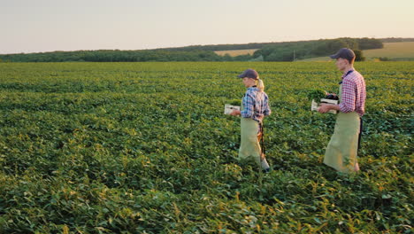 Zwei-Bauern-Mit-Gemüsekisten-Gehen-Auf-Der-Grünen-Wiese-Entlang-Des-Agribusiness-Konzepts-Der-Familie-4