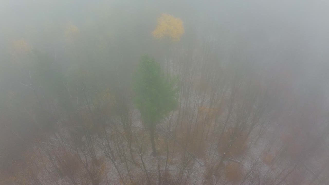 미국 뉴햄프셔 주 워싱턴 산 근처의 숲에서 두꺼운 안개를 통해 날아다니고 있습니다.