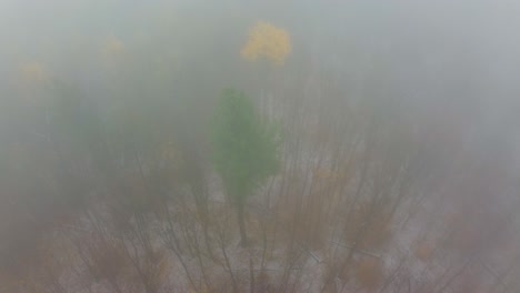 flying through thick fog in the woods near mount washington, new hampshire, usa