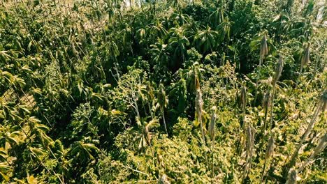 Aerial-drone-top-down-shot-over-damaged-palm-tree-plantation-after-typhoon-along-hilly-terrain-in-Looc-beach,-Surigao-Del-Norte,-Philippines-on-a-sunny-day