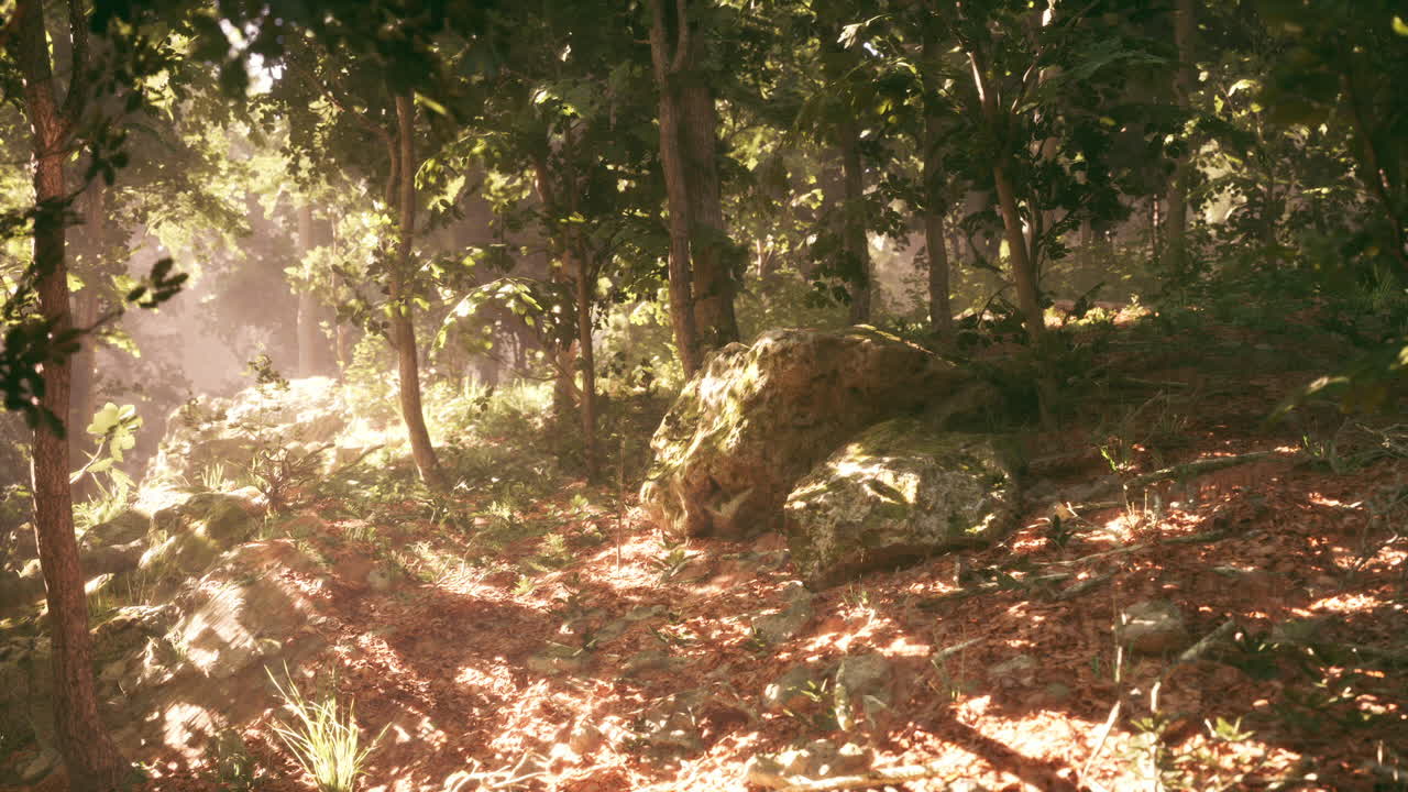 Sunlight filtering through trees in a forested area during the afternoon