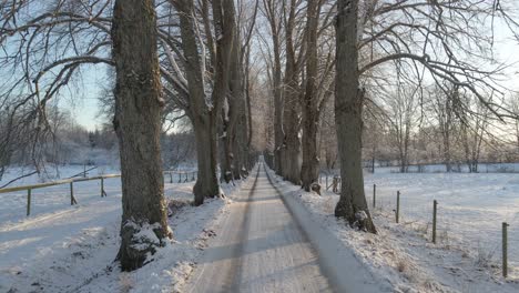 Flying-over-a-picturesque-road-through-many-old-oaktrees-in-a-beautiful-snowy-landscape-in-Karlskrona,-south-of-Sweden-3