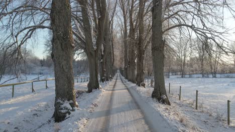 flying over a picturesque road through many old oaktrees in a beautiful snowy landscape in karlskrona, south of sweden-3