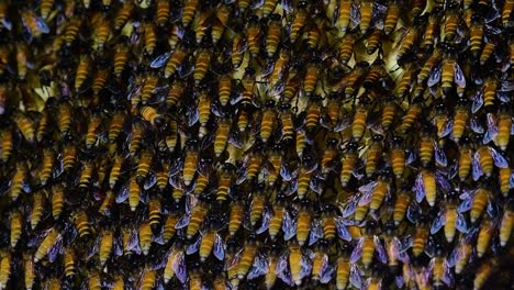 Se-Sabe-Que-Las-Abejas-Melíferas-Gigantes-Construyen-Grandes-Colonias-De-Nidos-Con-Bolsillos-Simétricos-Hechos-De-Cera-Para-Almacenar-Miel-Como-Fuente-De-Alimento.