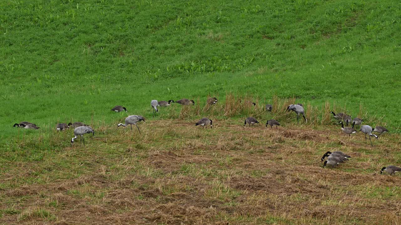 Flock of cranes and geese graze peacefully in green field. Handheld camera pans slowly to the left