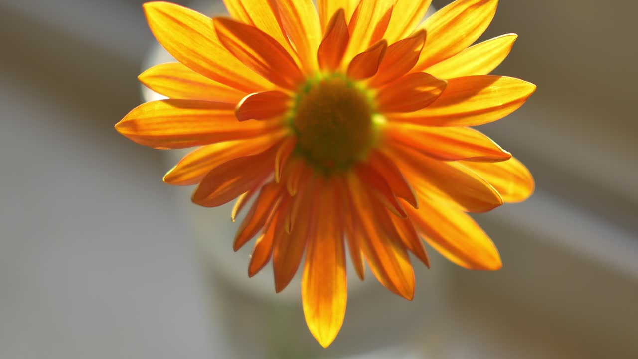 Avvicinamento in primo piano macro di un piccolo fiore arancione sul davanzale della finestra