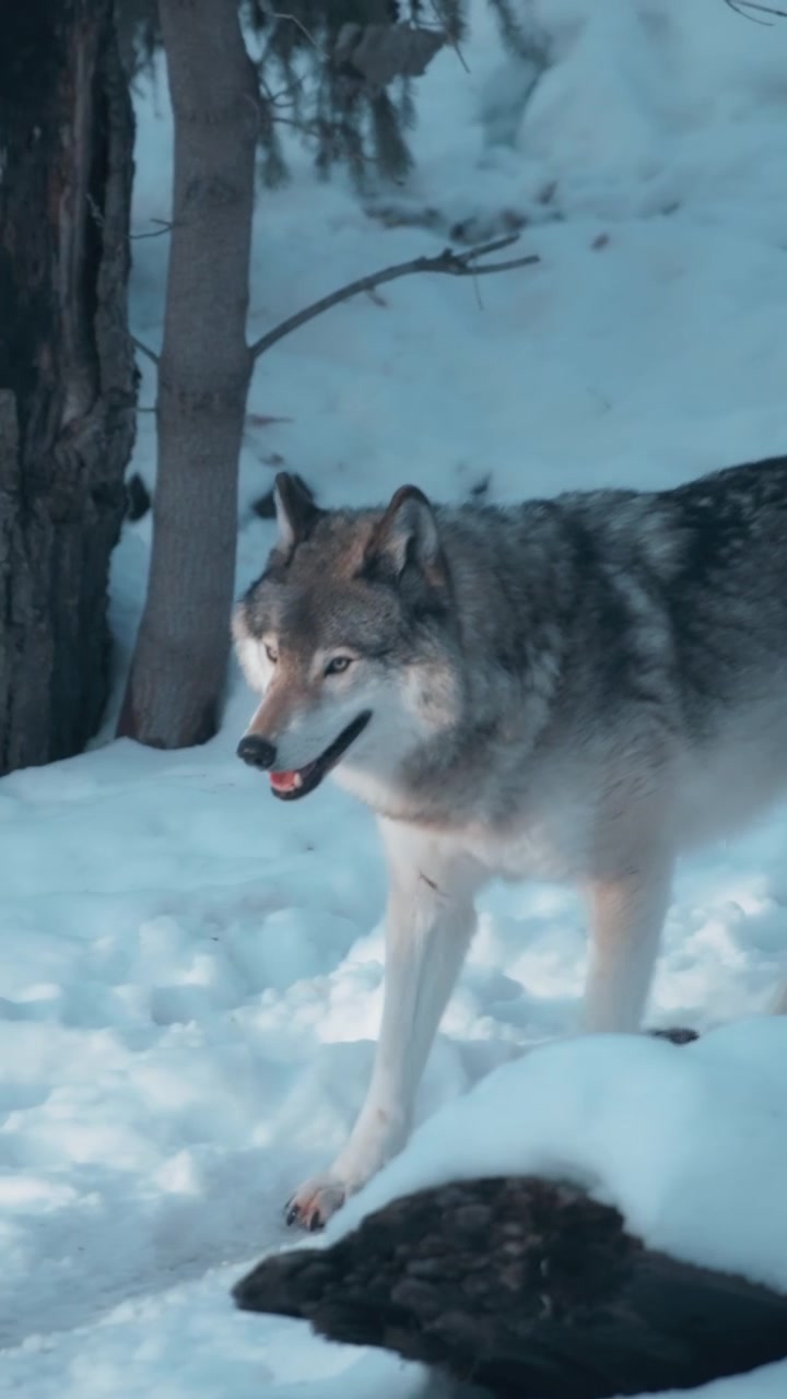 Grey wolf running through the snowy forest. Vertical.