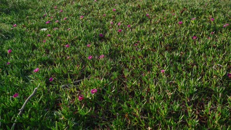 flores silvestres rosadas que brotan en el campo verde