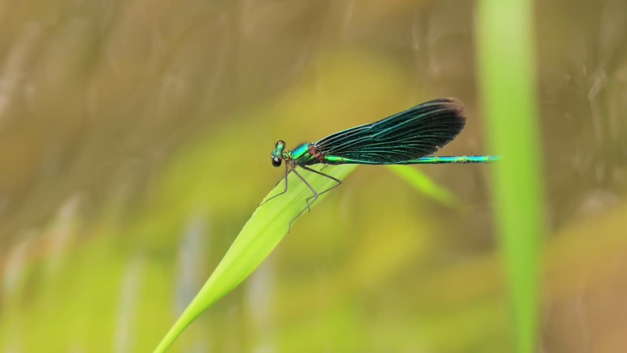 아름다운 데모이젤 (calopteryx virgo) 은 calopterygidae과에 속하는 유럽의 데모이젤이다. 그것은 종종 가장 집에 있는 빠른 물을 따라 발견된다.