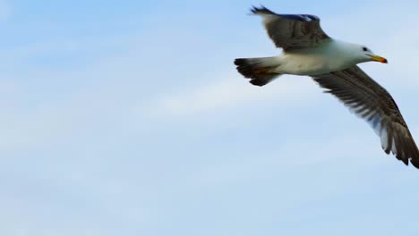 a lonely large seagull with gray wings and an orange beak flies above the sea. close-up. aerial view.