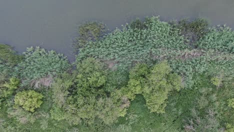 Vista-Aérea-Que-Muestra-Un-Pantano-Con-árboles-A-Su-Alrededor-Y-Alejándose