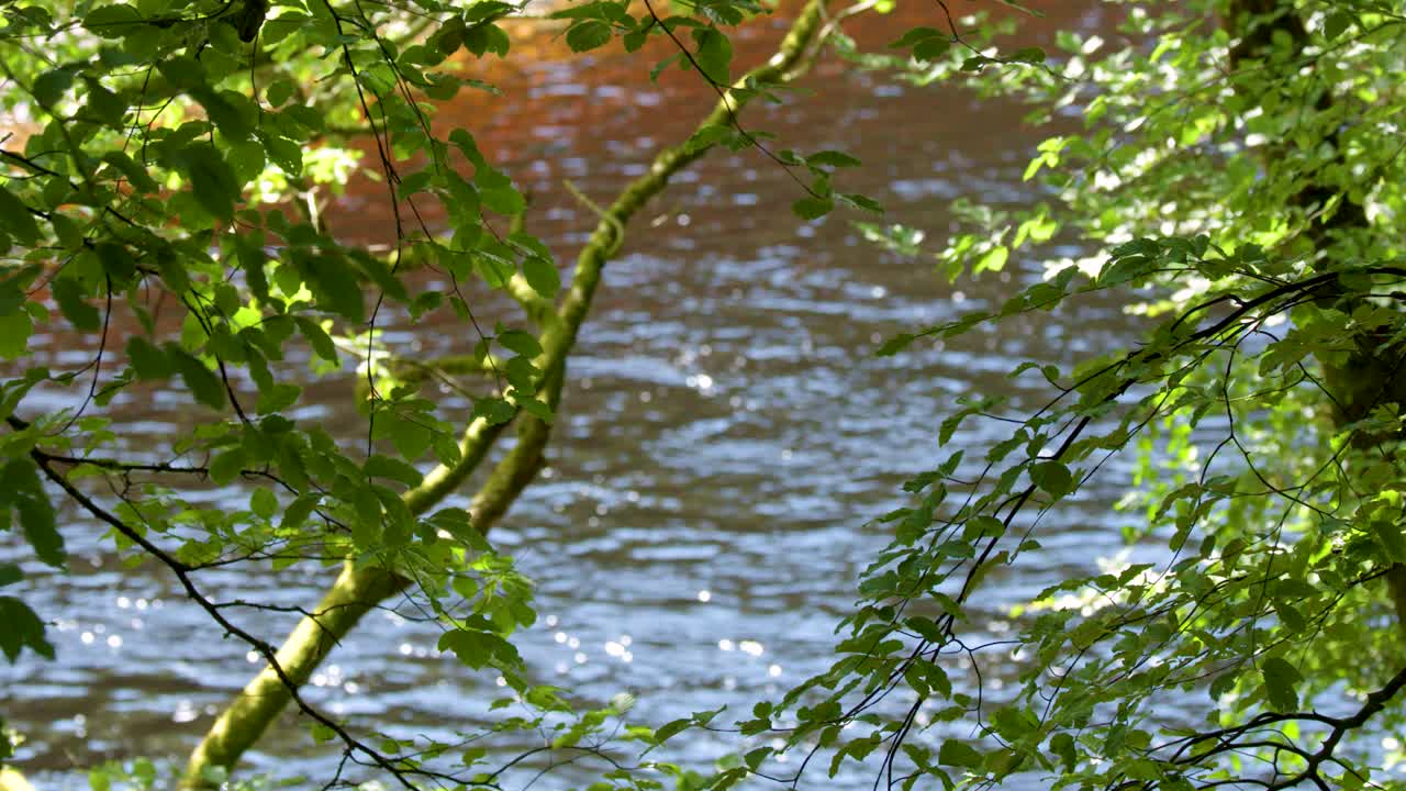 Sunlight filters through leafy branches over a flowing stream, gentle camera movement, natural daylight