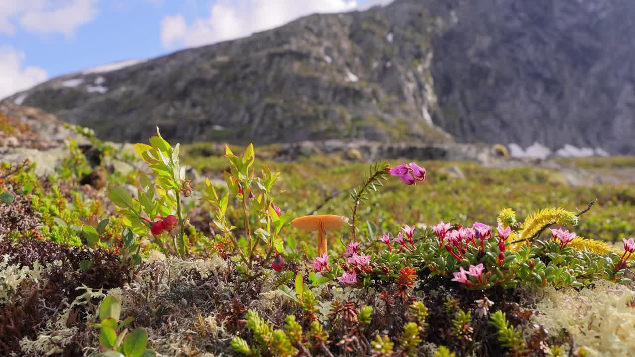 la tundra ártica, la hermosa naturaleza, el paisaje natural de noruega.