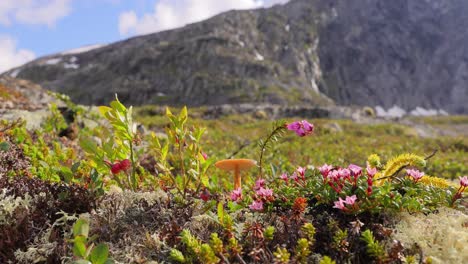 Tundra-Artica.-Hermosa-Naturaleza-Paisaje-Natural-De-Noruega.