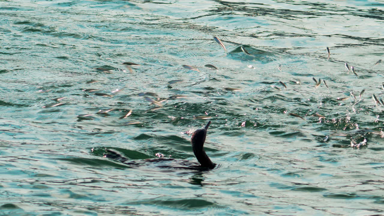A cormorant swims and dives into the clear blue sea near the coast