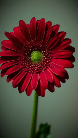 close-up of a red gerber daisy