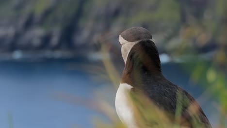 atlantic puffin (fratercula arctica), on the rock on the island of runde (norway).