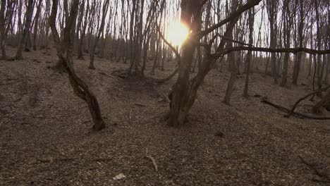 excursionista perdido en el bosque hoia baciu, el bosque más embrujado, se sobresalta por algo y corre a esconderse detrás de un árbol