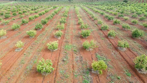 Intelligente-Landwirtschaftstechnologie---Luftdrohnenansicht-Der-Avocadofarm-In-Kenia