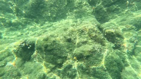 escena submarina vibrante con coral y barnacles en aguas claras. la luz solar crea patrones dinámicos en el fondo del océano