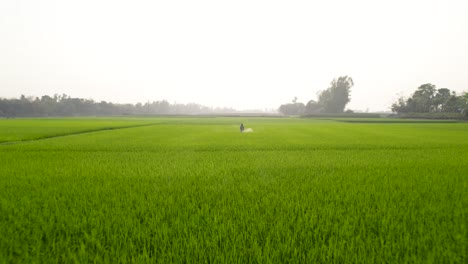 Farmer-spraying-medicine-in-green-rice-field-agriculture-bangladesh