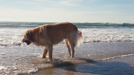 Perro-Golden-Retriever-En-La-Playa-De-Arena,-Sosteniendo-La-Pelota-En-La-Boca-Frente-A-Las-Olas-Del-Mar-A-Cámara-Lenta