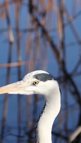 stork standing still among tall reeds