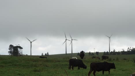 Farmland: wind turbine and cattle field in a cloudy weather, zoom out