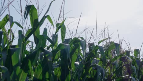 Cimas-De-Tallos-De-Maíz-En-Una-Granja-De-Maizales,-Tiro-De-Seguimiento