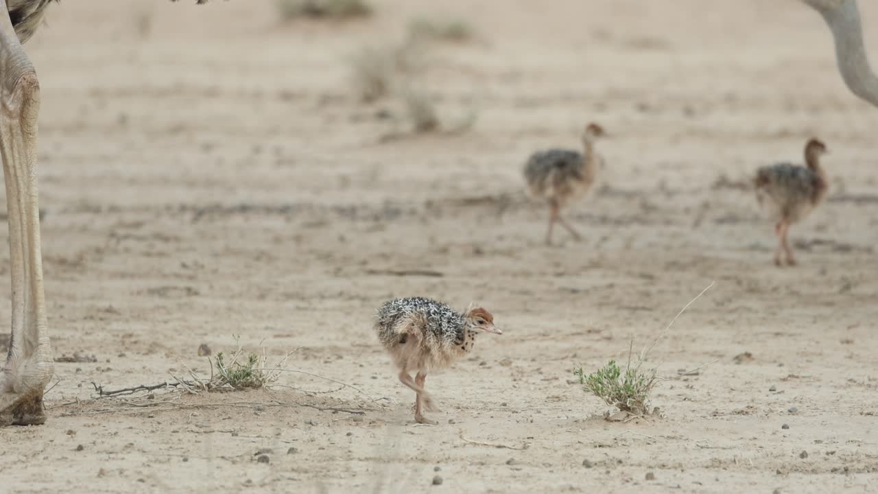 Medium closeup of an ostrich chick standing and feeding on a little shrub while its parents' legs walking in the background, Kgalagadi Transfrontier Park