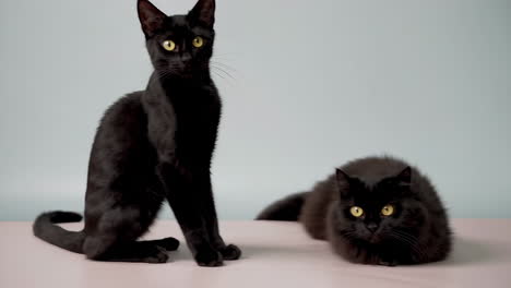 two black cats in a playful interaction