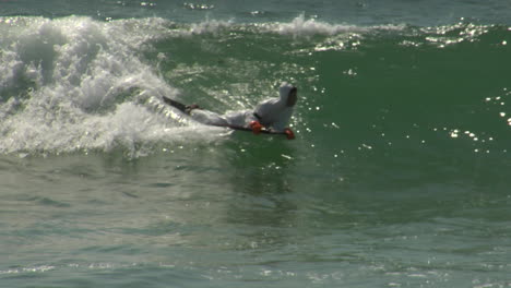 a bodyboarding surfer in a hazmat suit rides a wave