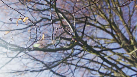 tiro de paralaje de gran angular de un árbol, ramas muy cerca de la lente, árbol en el fondo