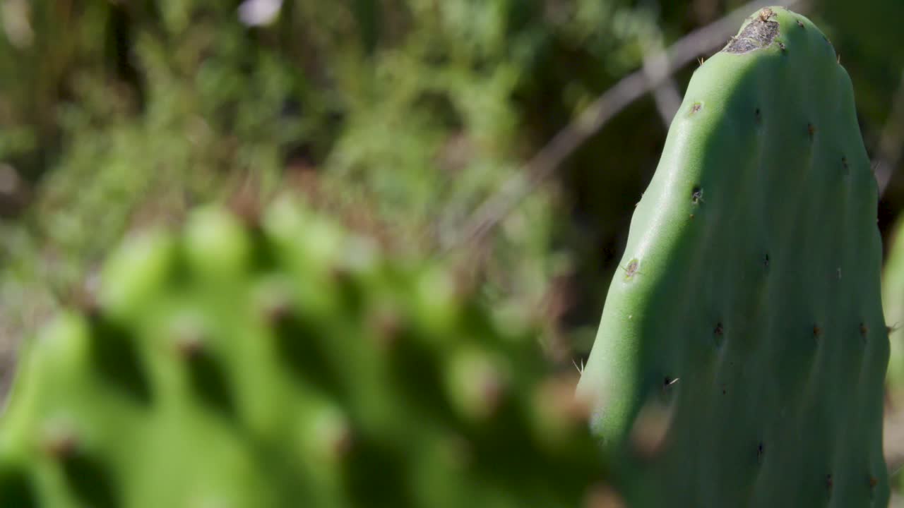 Cactus Nopales in un campo a Zacatecas e Aguascalientes, Messico.
