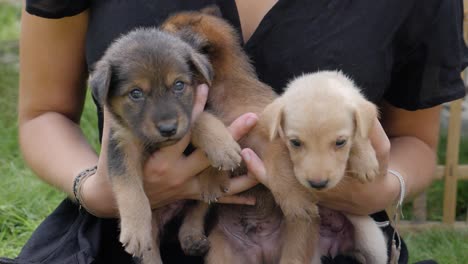 slow-motion shot van drie schattige puppy&#39;s die buiten door een vrouw worden vastgehouden