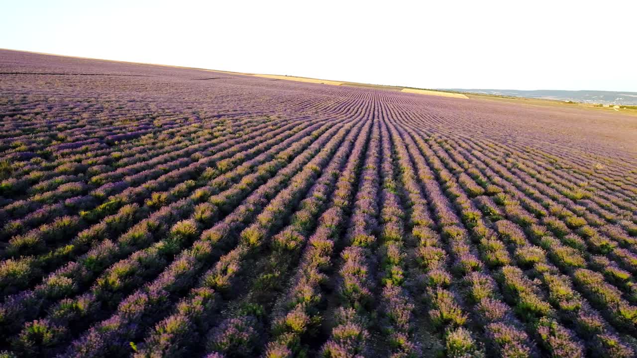 hermoso campo de lavanda vista aérea