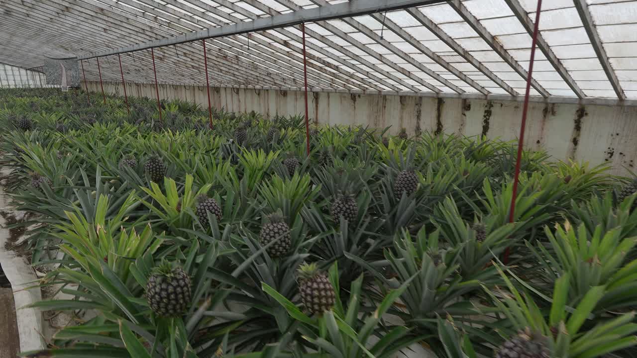 Pineapple fruit plantation greenhouse on the island of Sao Miguel, Azores, Portugal.