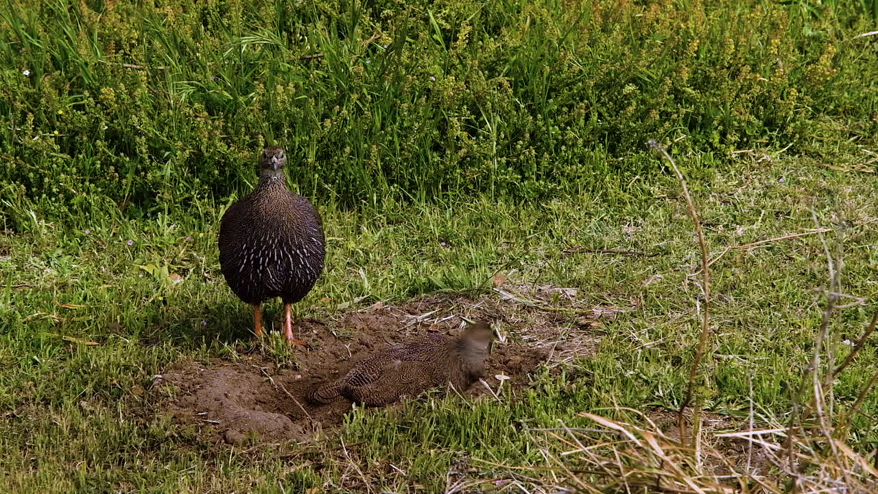 매일 먼지 목욕을 하는 동안 cape spurfowls를 닫고 호기심 많은 행동을 합니다.