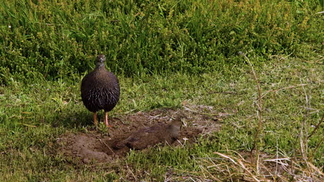 close up of cape spurfowls during their daily dust bath, curious behavior