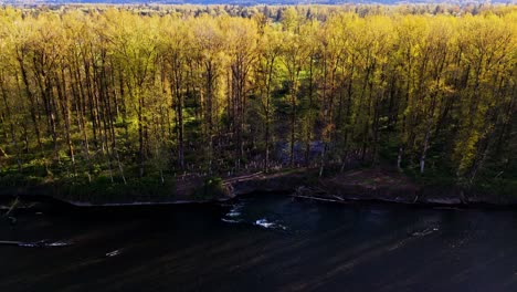 Scenic-view-of-tree-line-during-sunset-at-Snoqualmie-Middle-Fork-River-in-Washington-State,-North-Bend