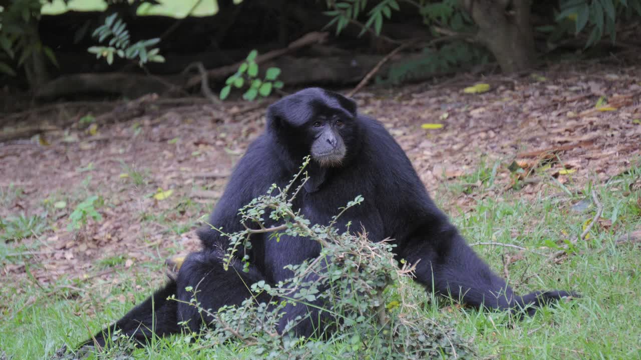 un primer plano de un gibón de pelo negro o siamang, el primate mirando a su alrededor antes de ponerse de pie y marcharse, tailandia