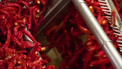 pull down red chilli cayenne with rake on automatic mesh belt machine for further chilli sauce producing in usa factory